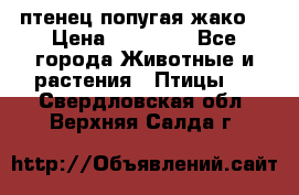 птенец попугая жако  › Цена ­ 60 000 - Все города Животные и растения » Птицы   . Свердловская обл.,Верхняя Салда г.